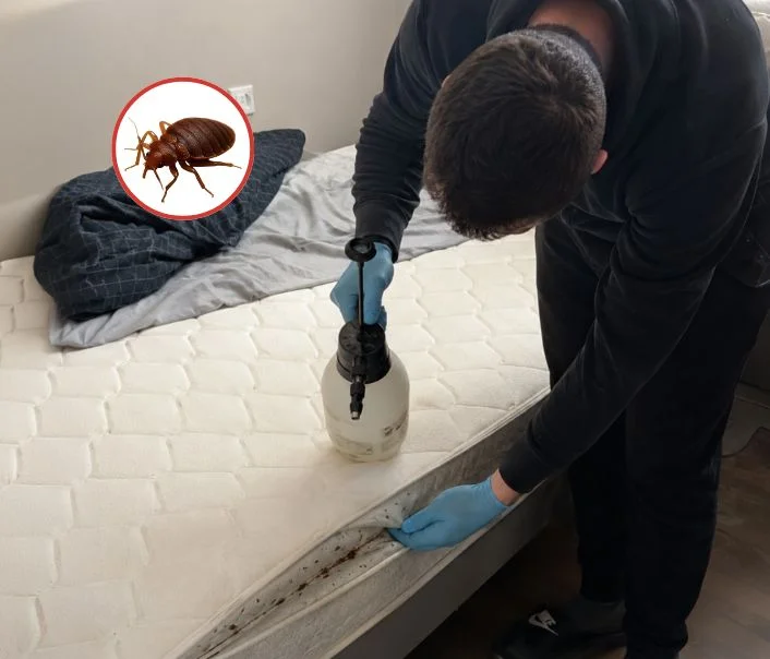 Technicien traitant un matelas contre les punaises de lit à Ville-d'Avray